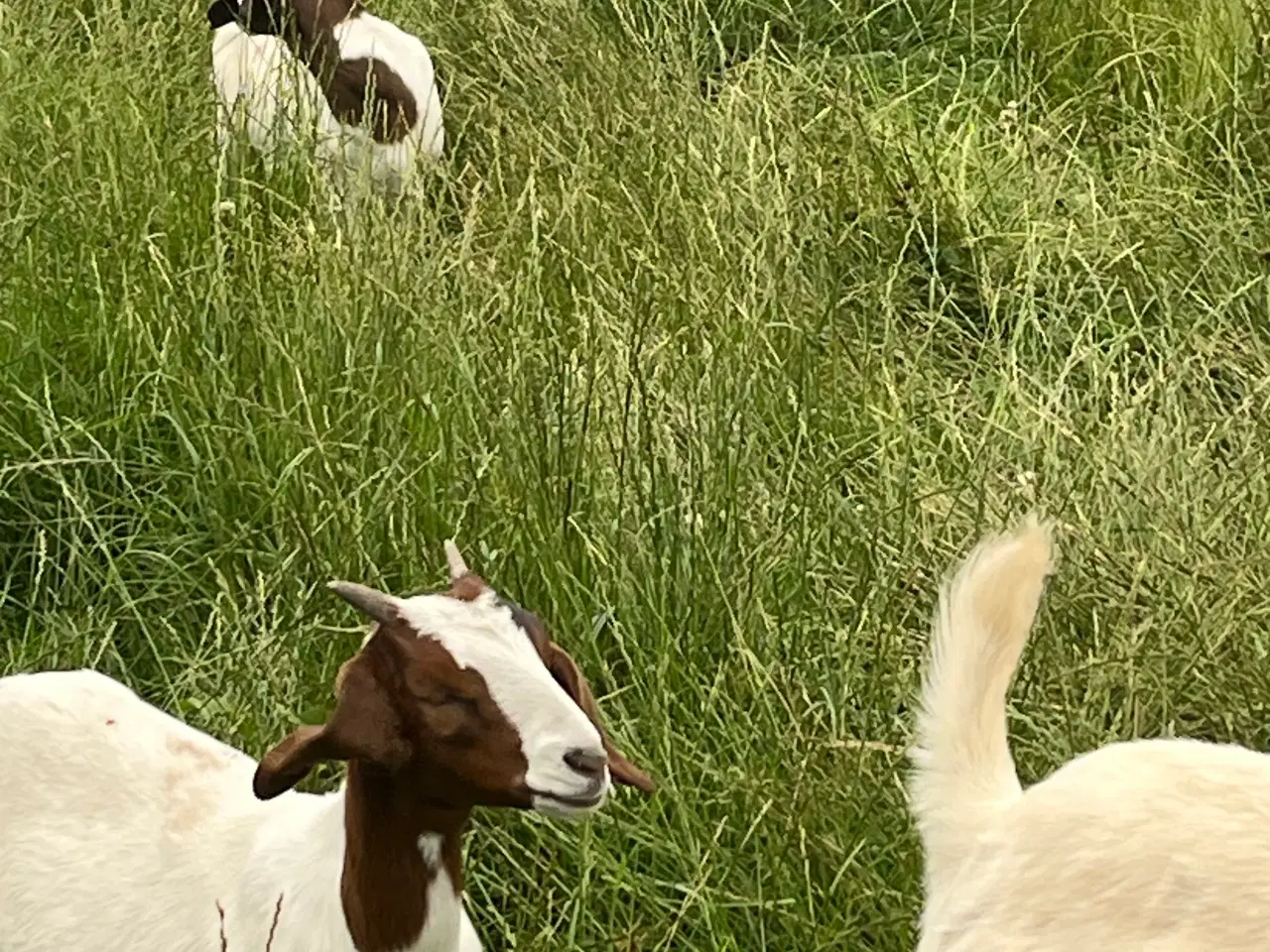 Billede 5 - Boer Gimmer kid