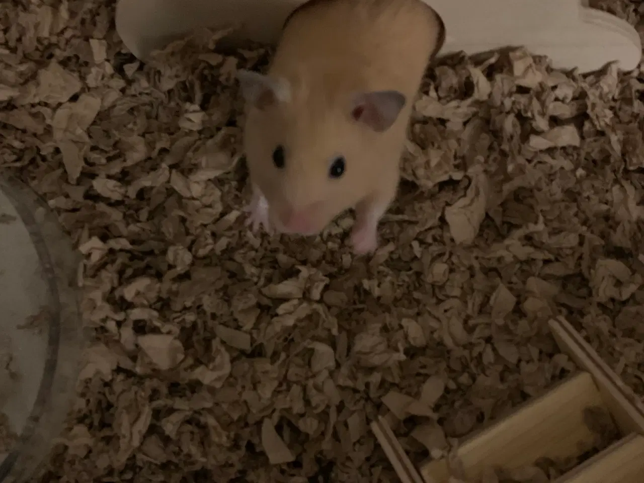 Billede 3 - Hamster bur + guldhamster 