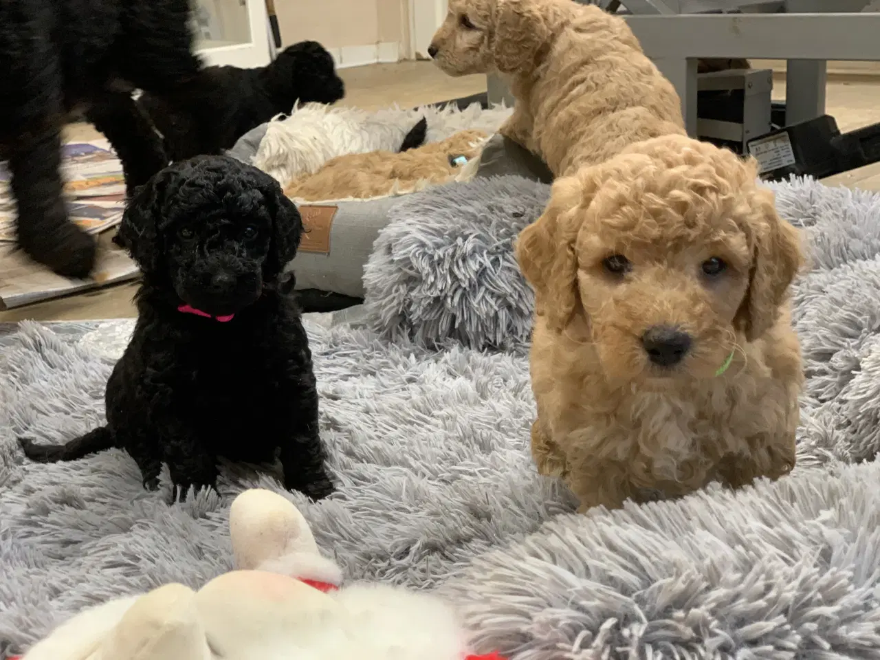 Billede 5 - De skønneste Golden Doodle F1B babyer