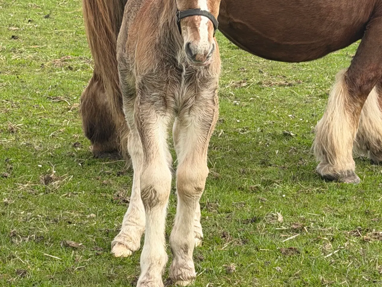 Billede 1 - Jyde hingstføl 