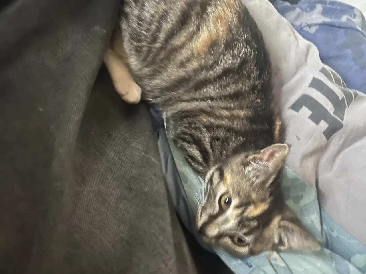 Billede 5 - Dejlige indendørskillinger -Afdrag muligt