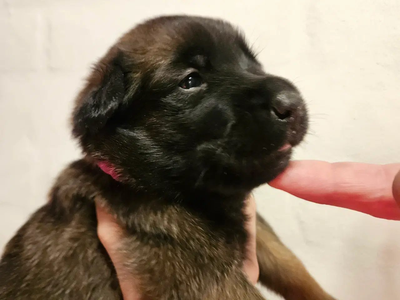 Billede 3 - Belgisk Malinois - Hvalpe - med stamtavle