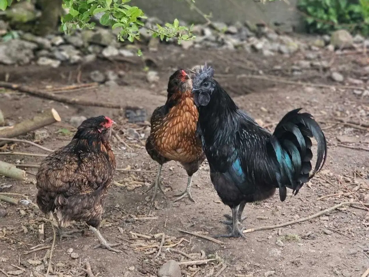 Billede 7 - Ayam Cemani rugeæg 