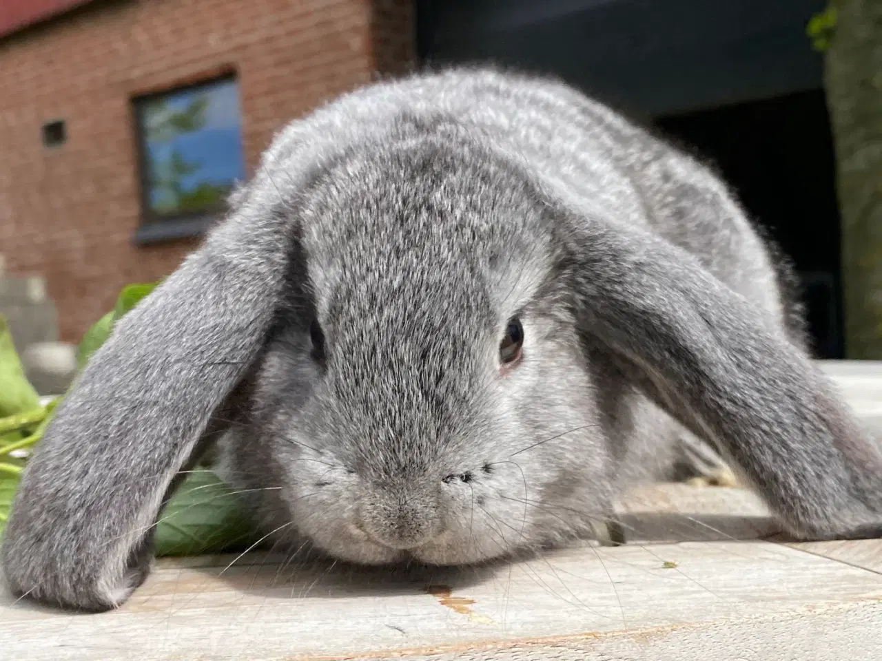 Billede 2 - FRANSK VÆDDER HAN CHINCHILLA
