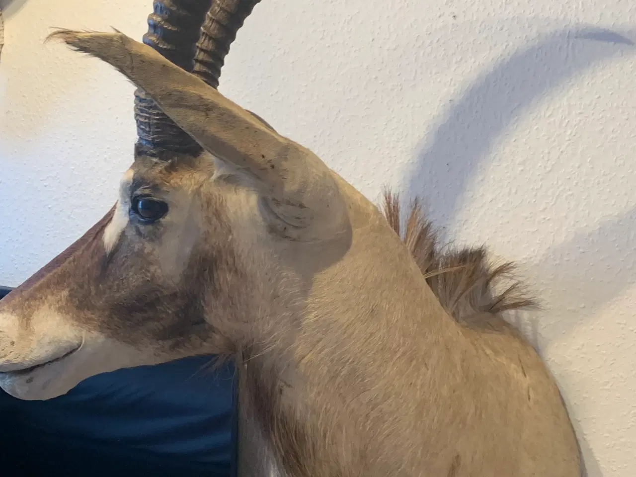 Billede 5 - Udstoppet Roan Antilope