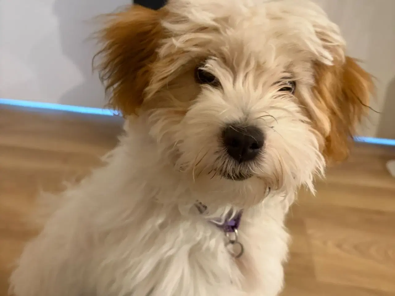 Billede 5 - Smukke Bichon Havanais