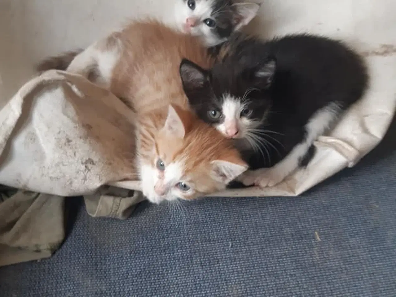 Billede 4 - Skønne killinger m Maine Coon