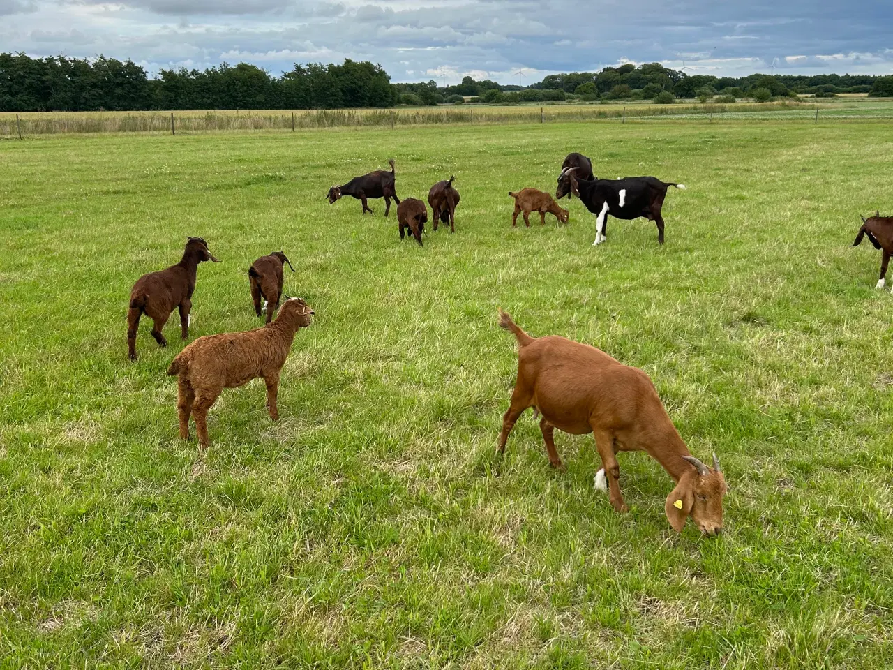 Billede 4 - Boerged