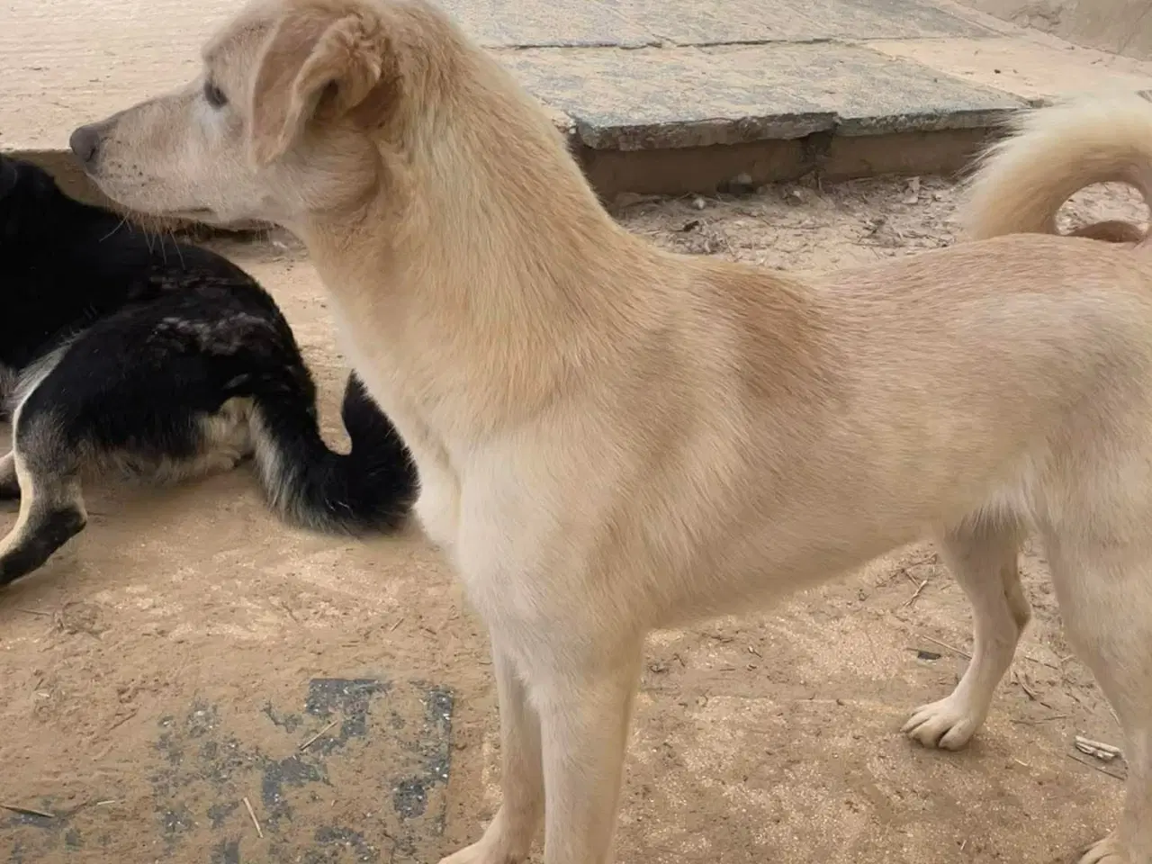 Billede 3 - Zitta søger familie. 