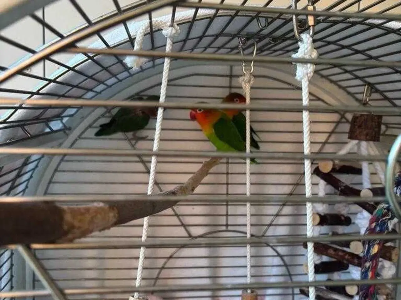 Billede 7 - Dværgpapegøje med bur