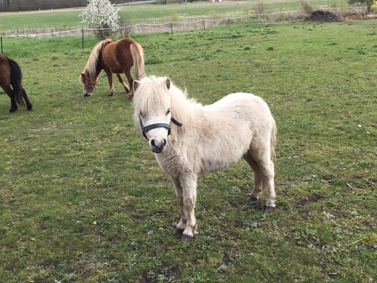 Billede 2 - Amerikansk mini hingsteføl. 1 år