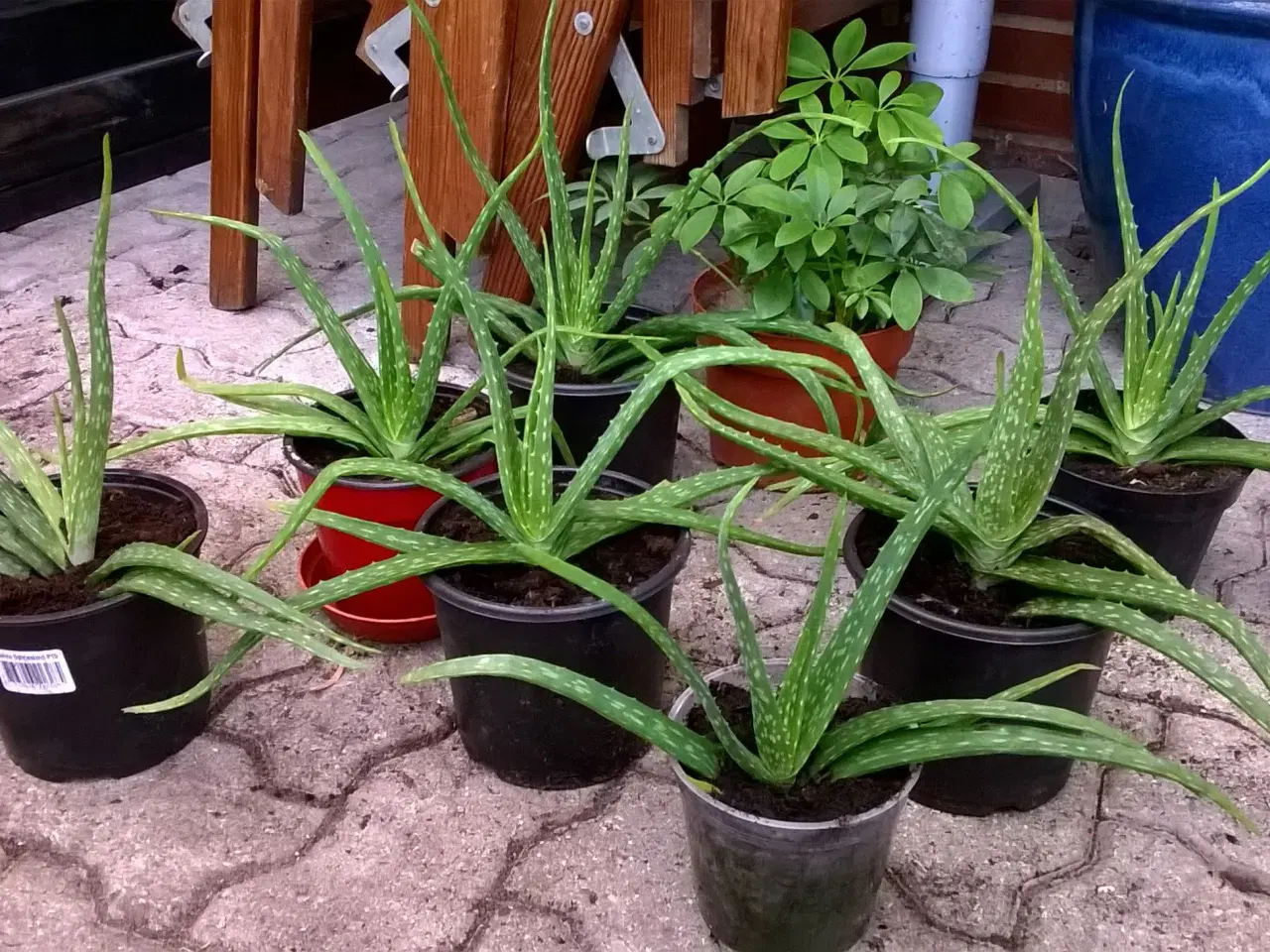 Billede 4 - Aloe Vera planter