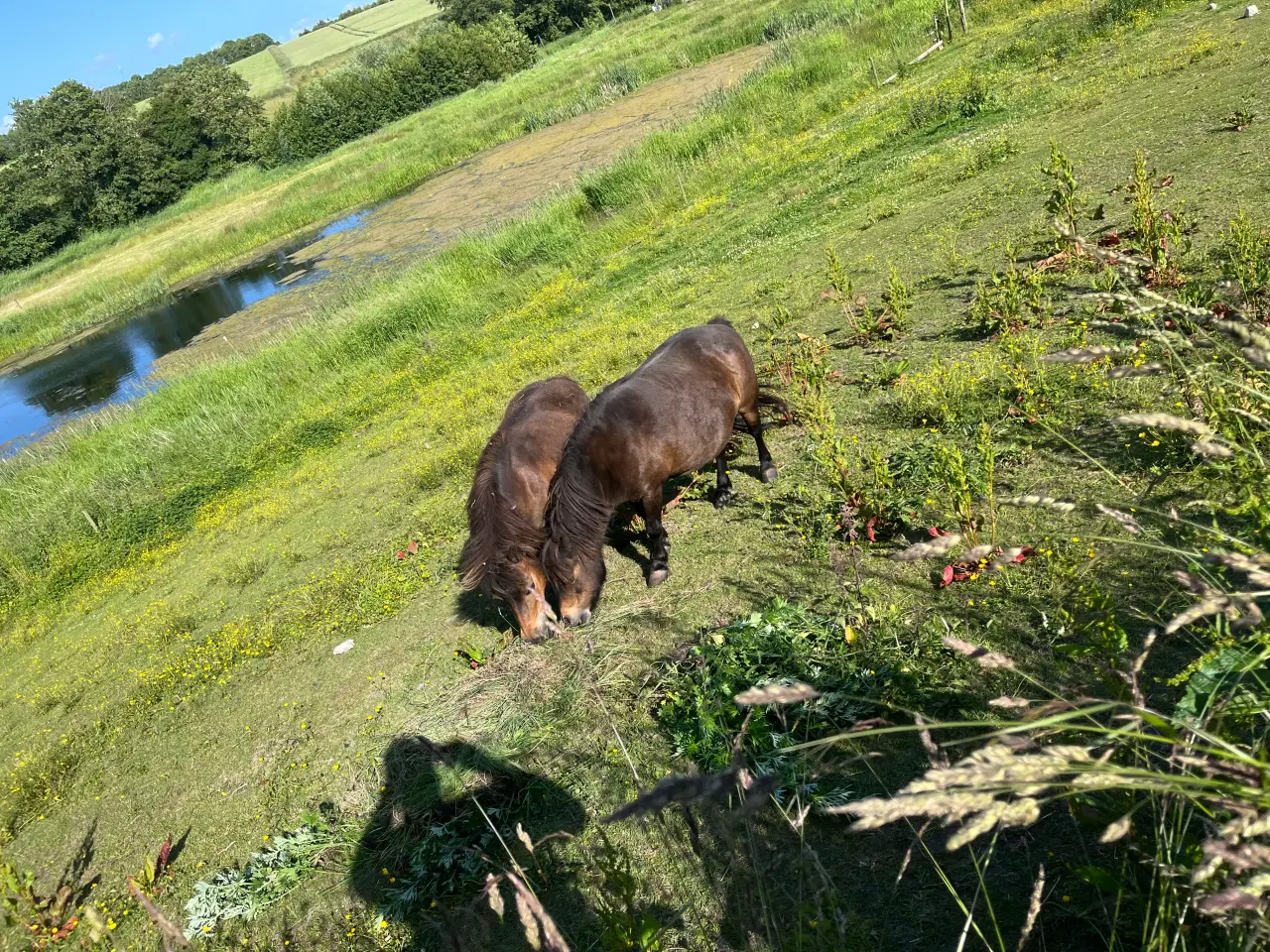 Billede 3 - 2 stk sjætlandpnnyer