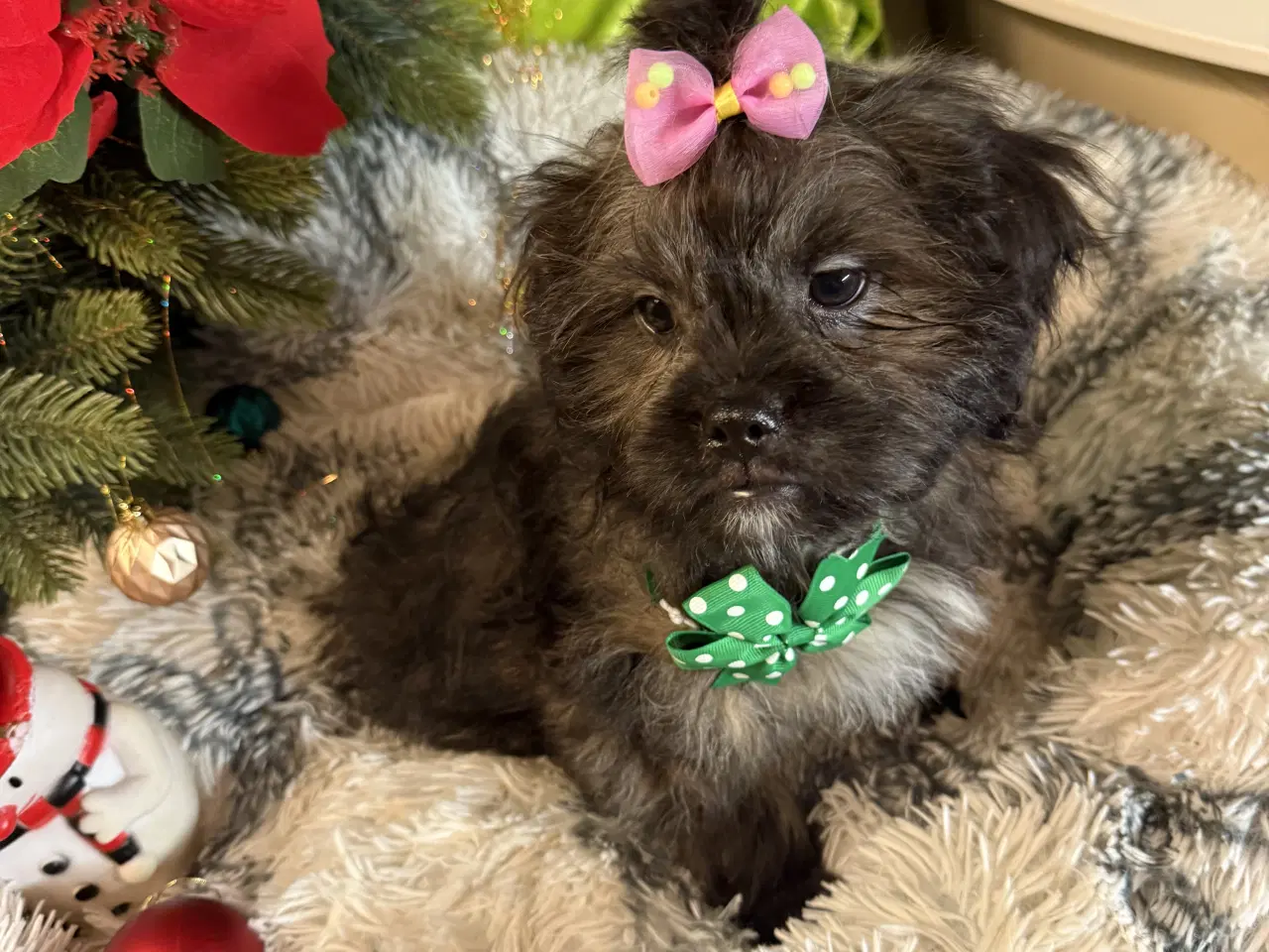 Billede 7 - Rejseklar Shihpoo /Klar i dit nye hjem/