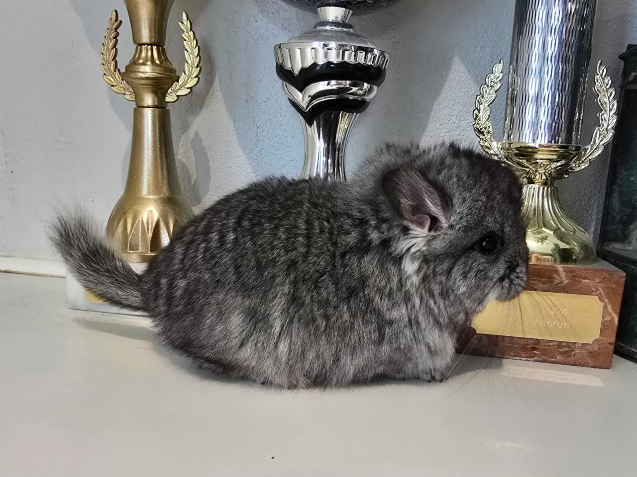 Billede 4 - Chinchilla unge