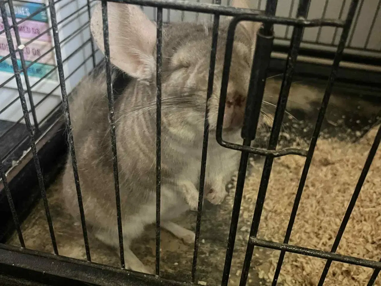 Billede 2 - Chinchilla med bur