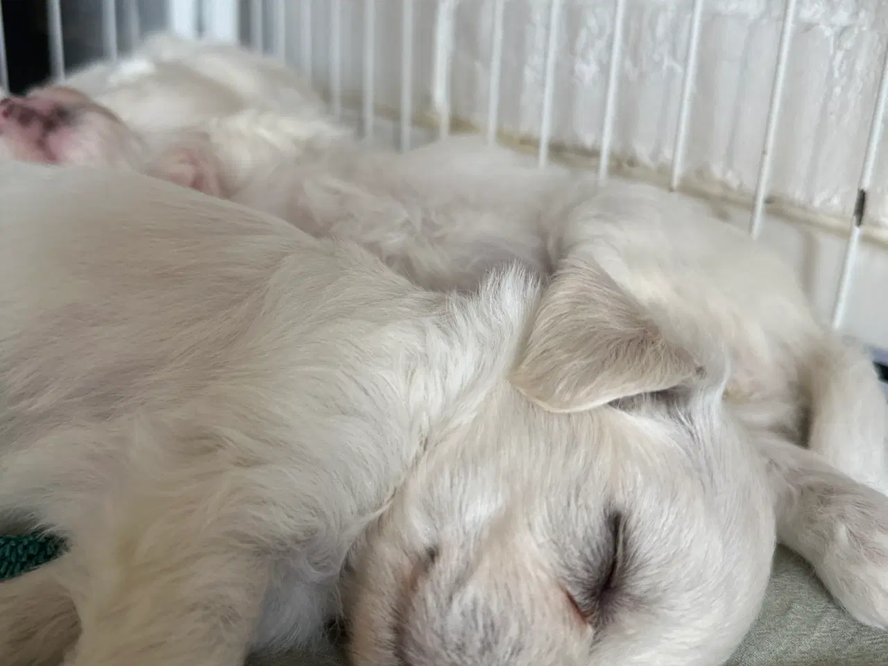 Billede 4 - Coton de Tulear / Bichon Havanais blandinger