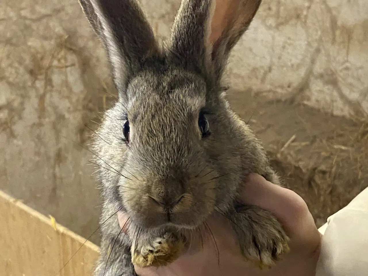 Billede 1 - Belgisk kæmpe - renracet