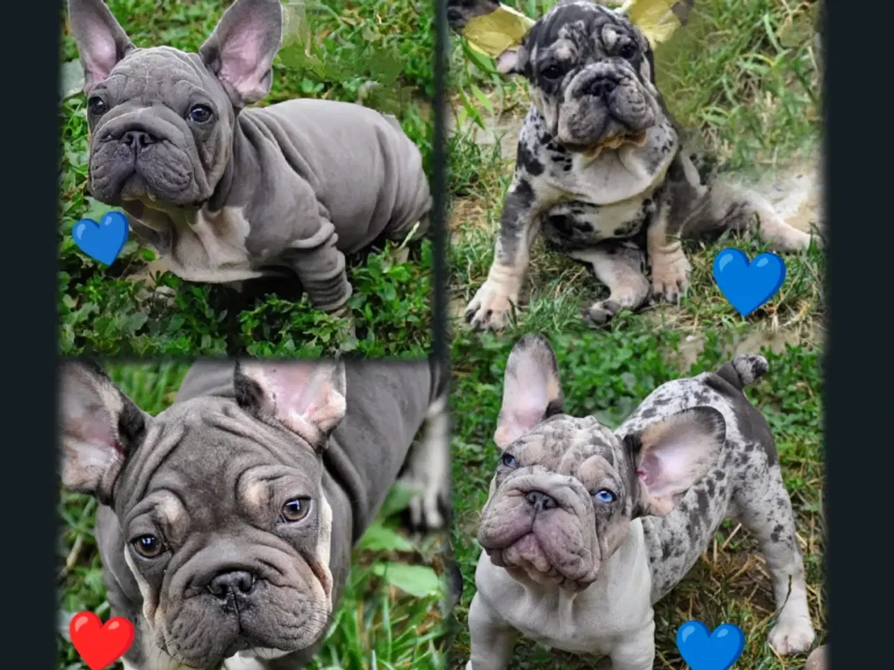 Billede 1 - Fransk bulldog 