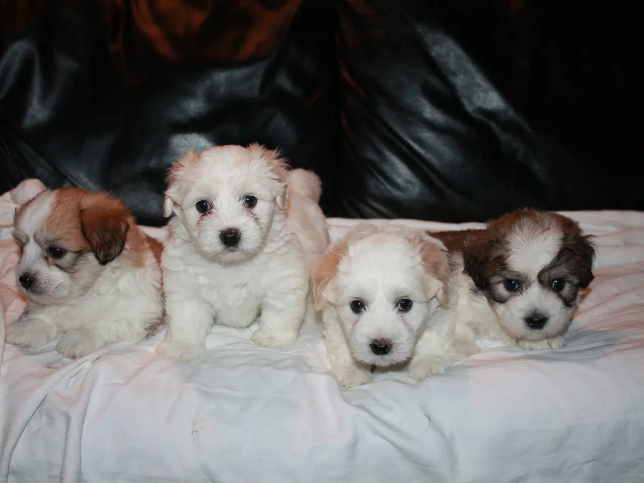 Billede 3 - Legesyge raceægte Coton de Tulear hvalpe