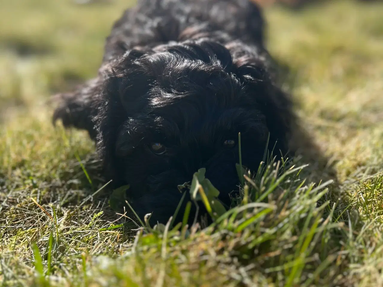 Billede 8 - Cockapoo F1, Cockerpoo, Doodle