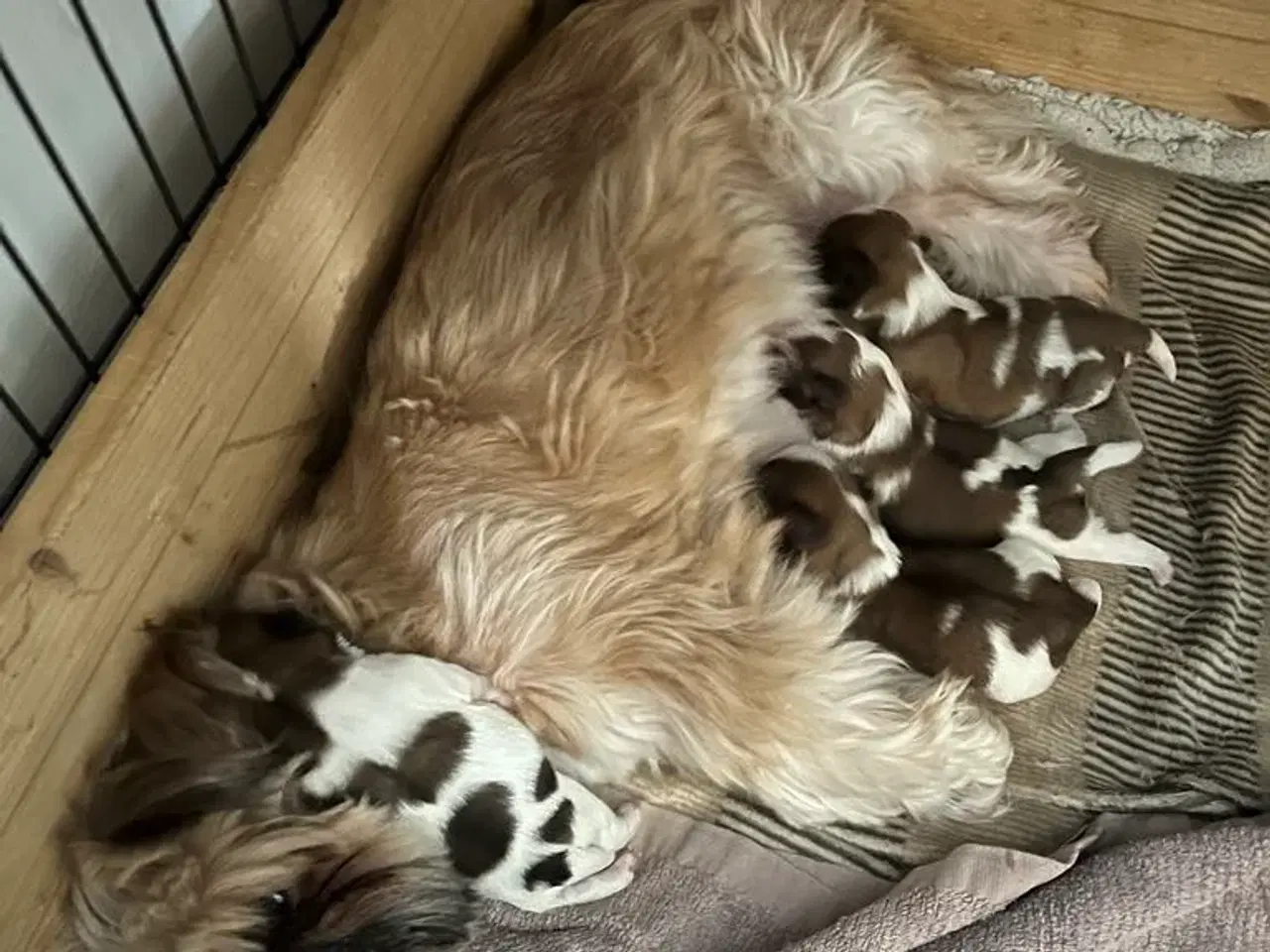 Billede 2 - Shih Tzu (boomer) hvalpe