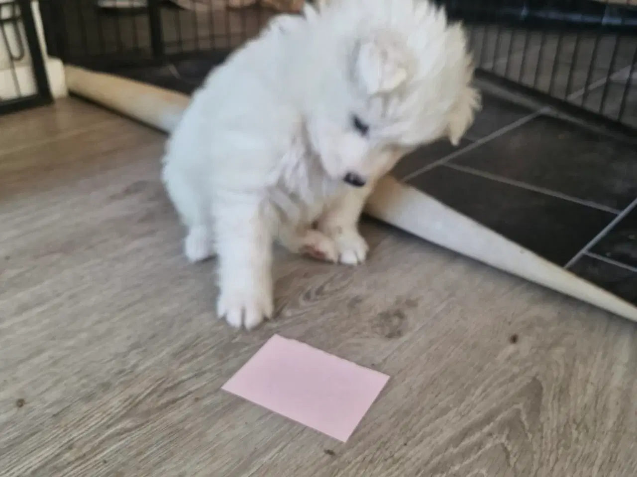 Billede 7 - Hvalpe søger nye hjem