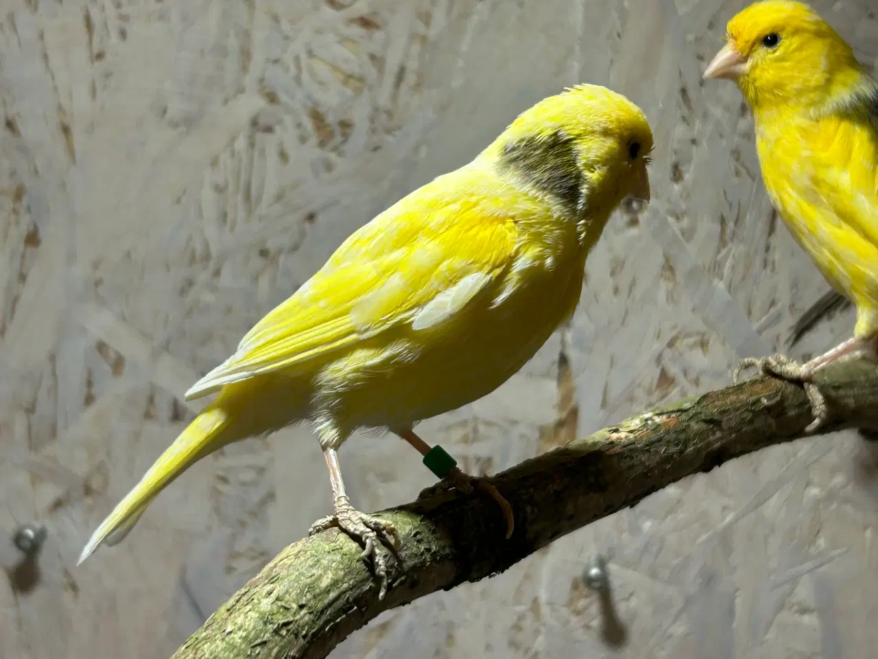 Billede 2 - Kanariefugle 