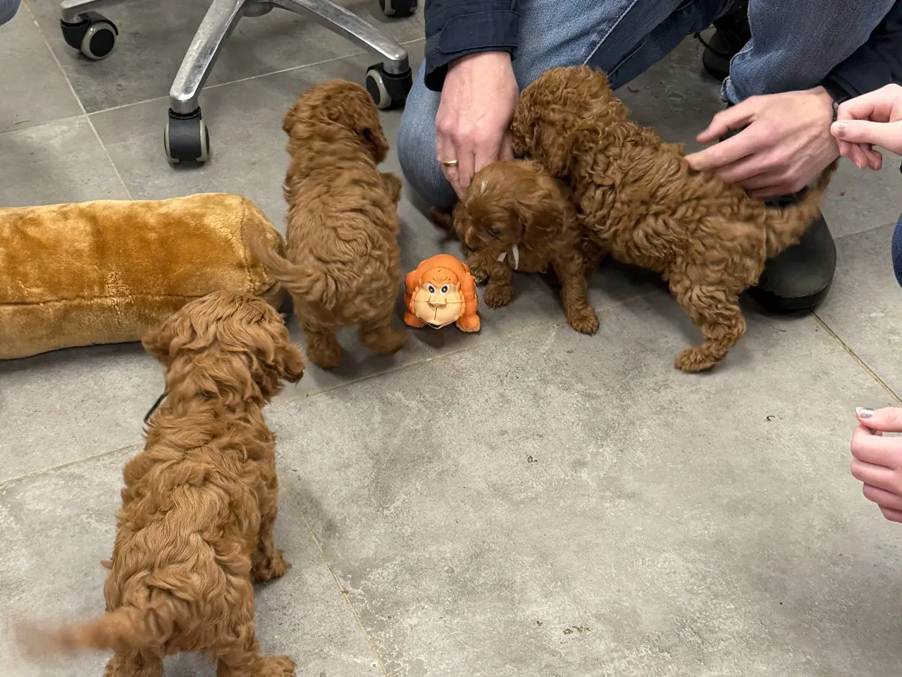 Billede 12 - Skønne Cavapoo hvalpe i det nye år 🎉