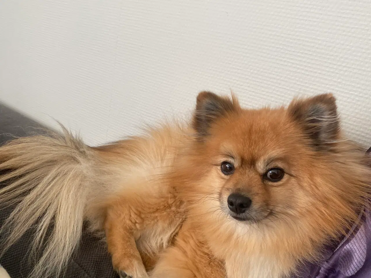 Billede 4 - Pomeranian