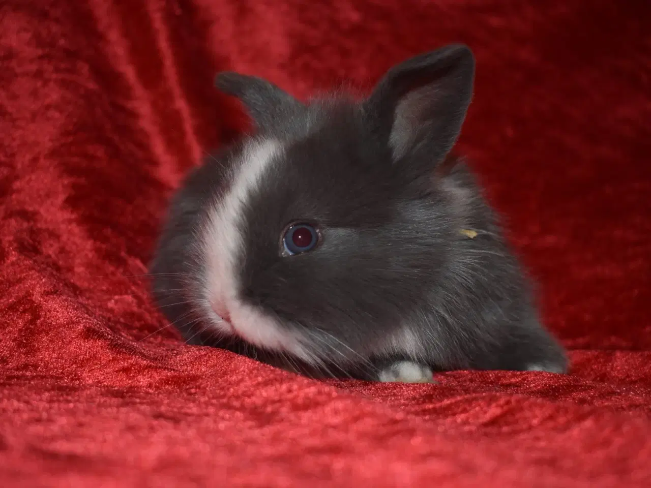 Billede 4 - Minilop/Teddy pige 