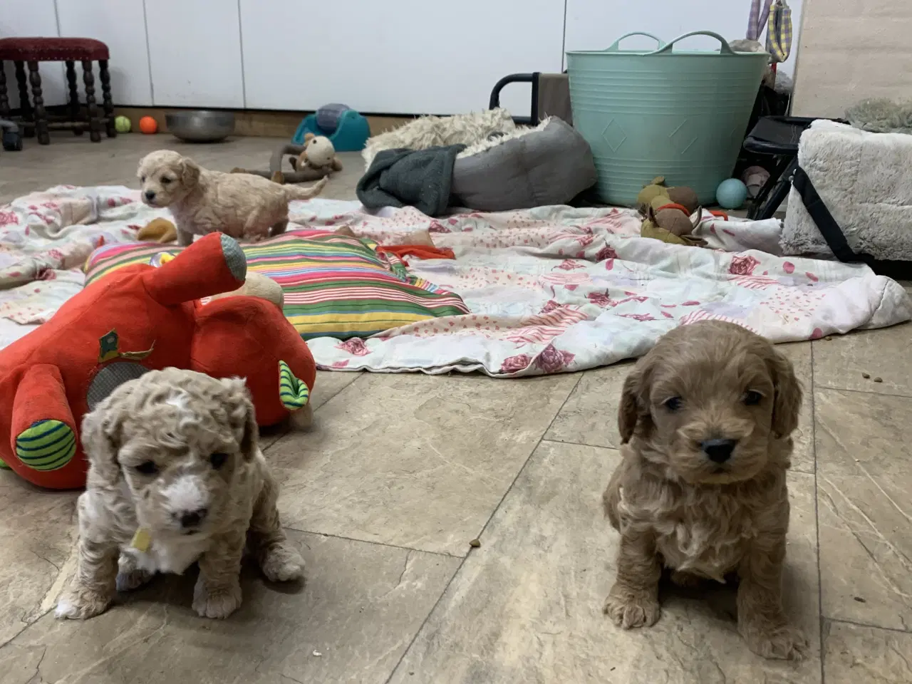 Billede 7 - Amerikanske Cockerpoo babyer 
