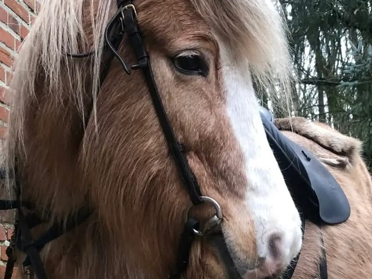 Billede 3 - Tøltende Skovturs- / Konehest