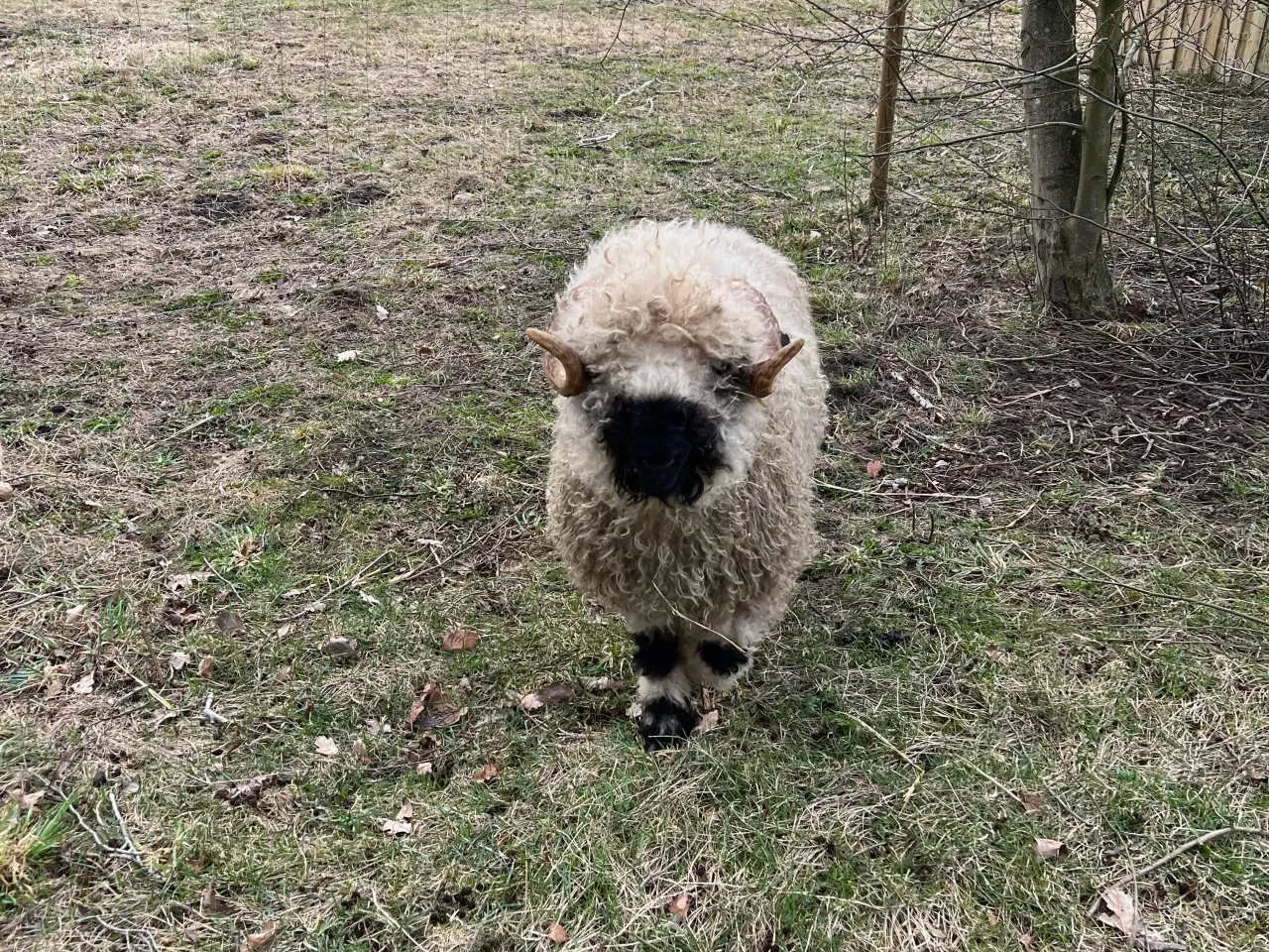 Billede 3 - Valais Blacknose vædder