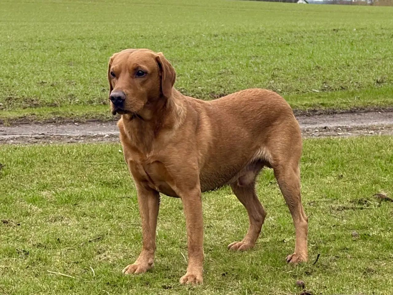 Billede 3 - Fox red labrador