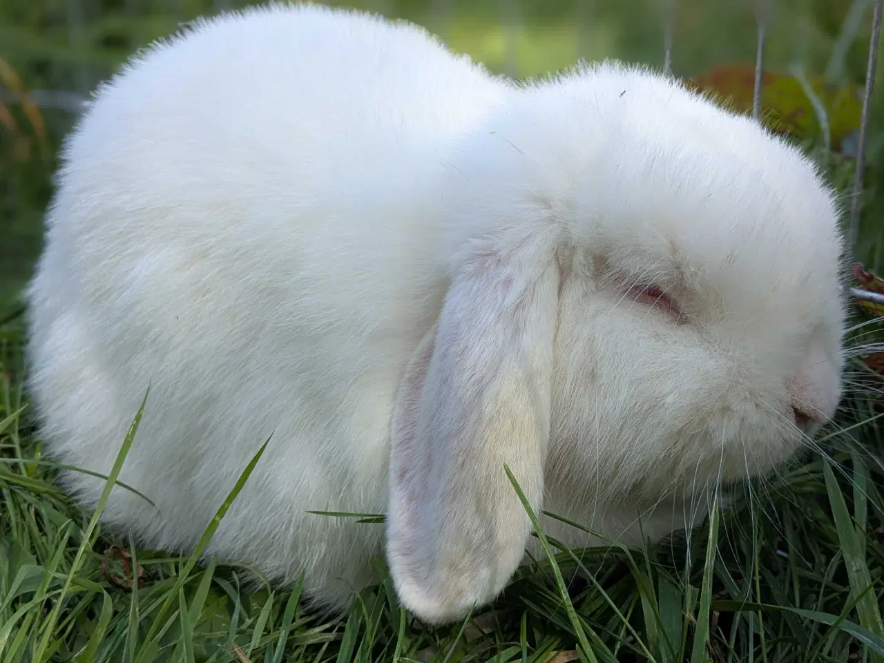 Billede 1 - Kærligt hjem søges til Candy🐰❤️