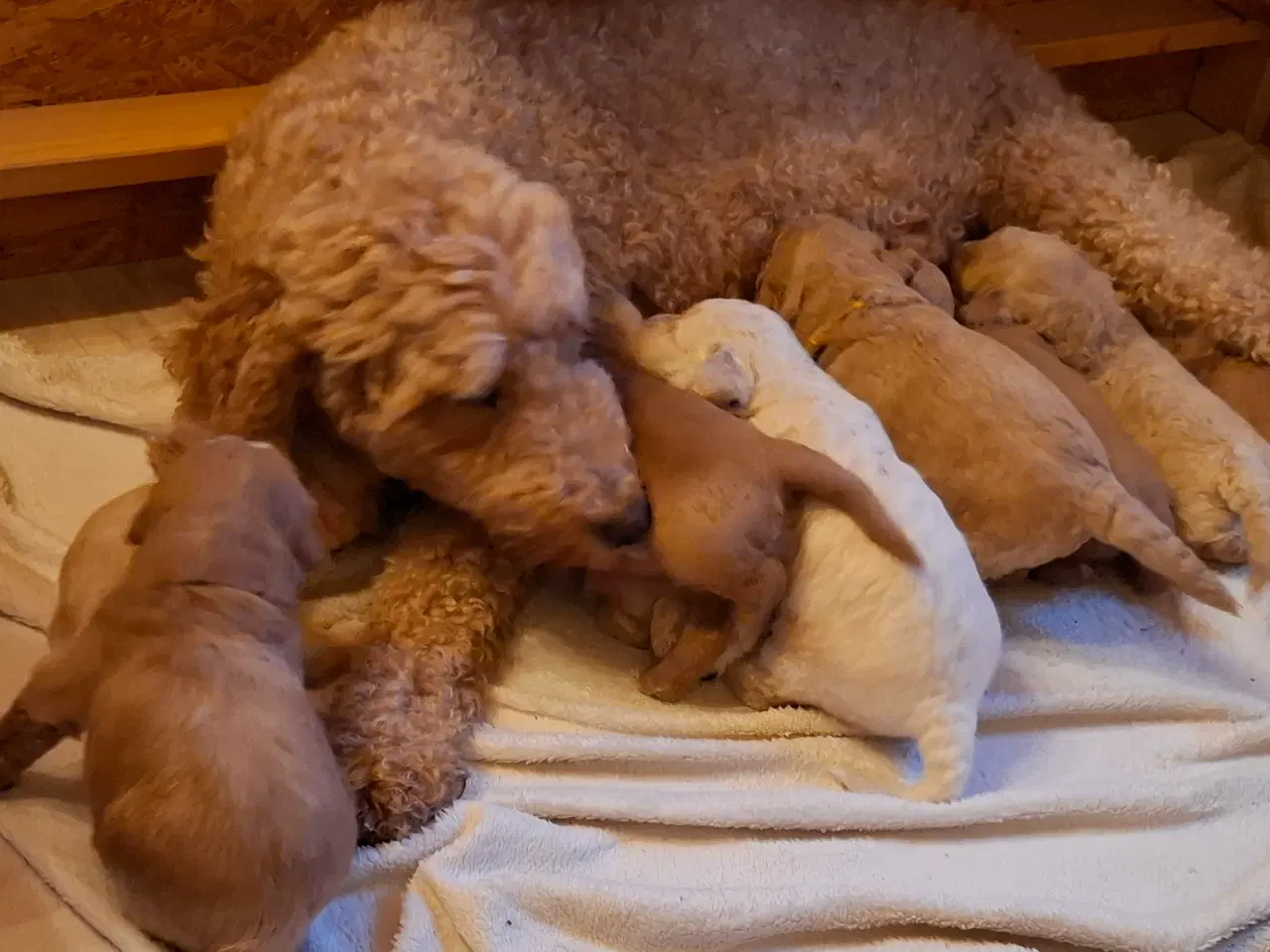 Billede 10 - Goldendoodle/Labradoodle