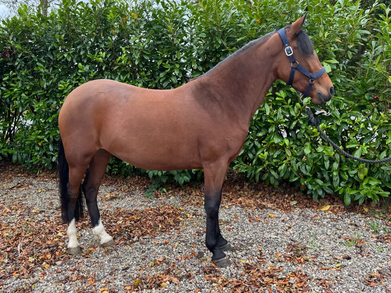Billede 7 - Sød pony