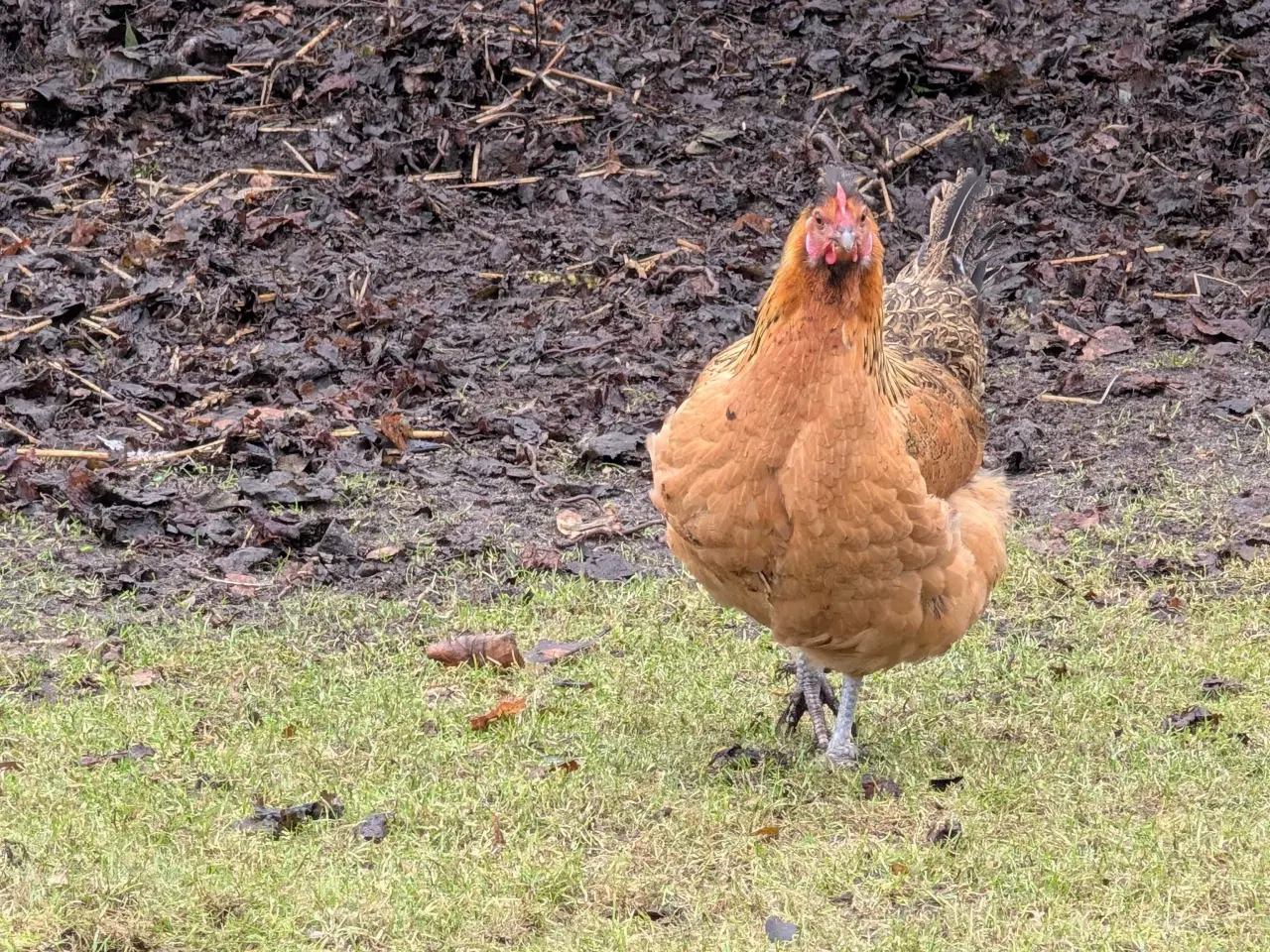Billede 1 - Blandings høns