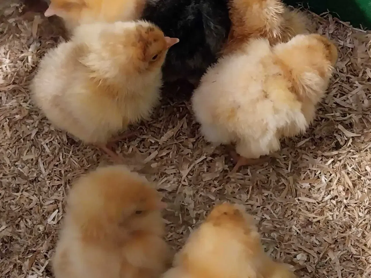 Billede 7 - Kyllinger søger nyt hjem 