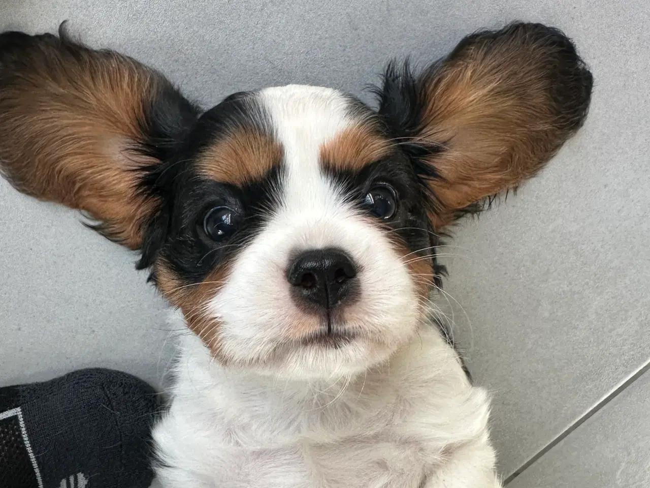 Billede 1 - Cavalier-tæver med DKK-stamtavle.