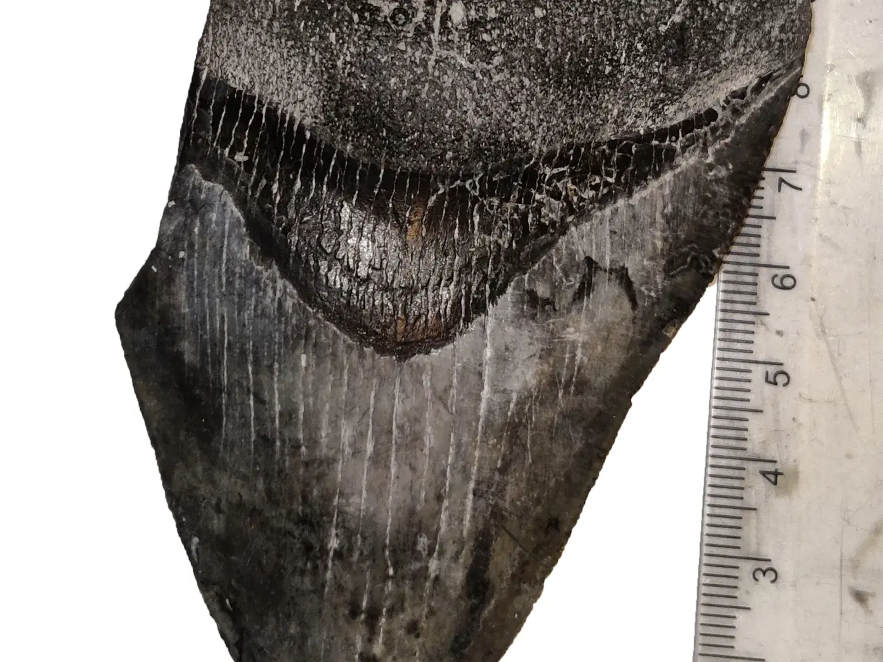 Billede 4 - Megalodon tand 10 cm