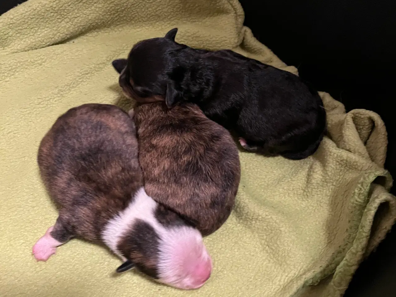 Billede 3 - 3 søde tæver. Små blandinger