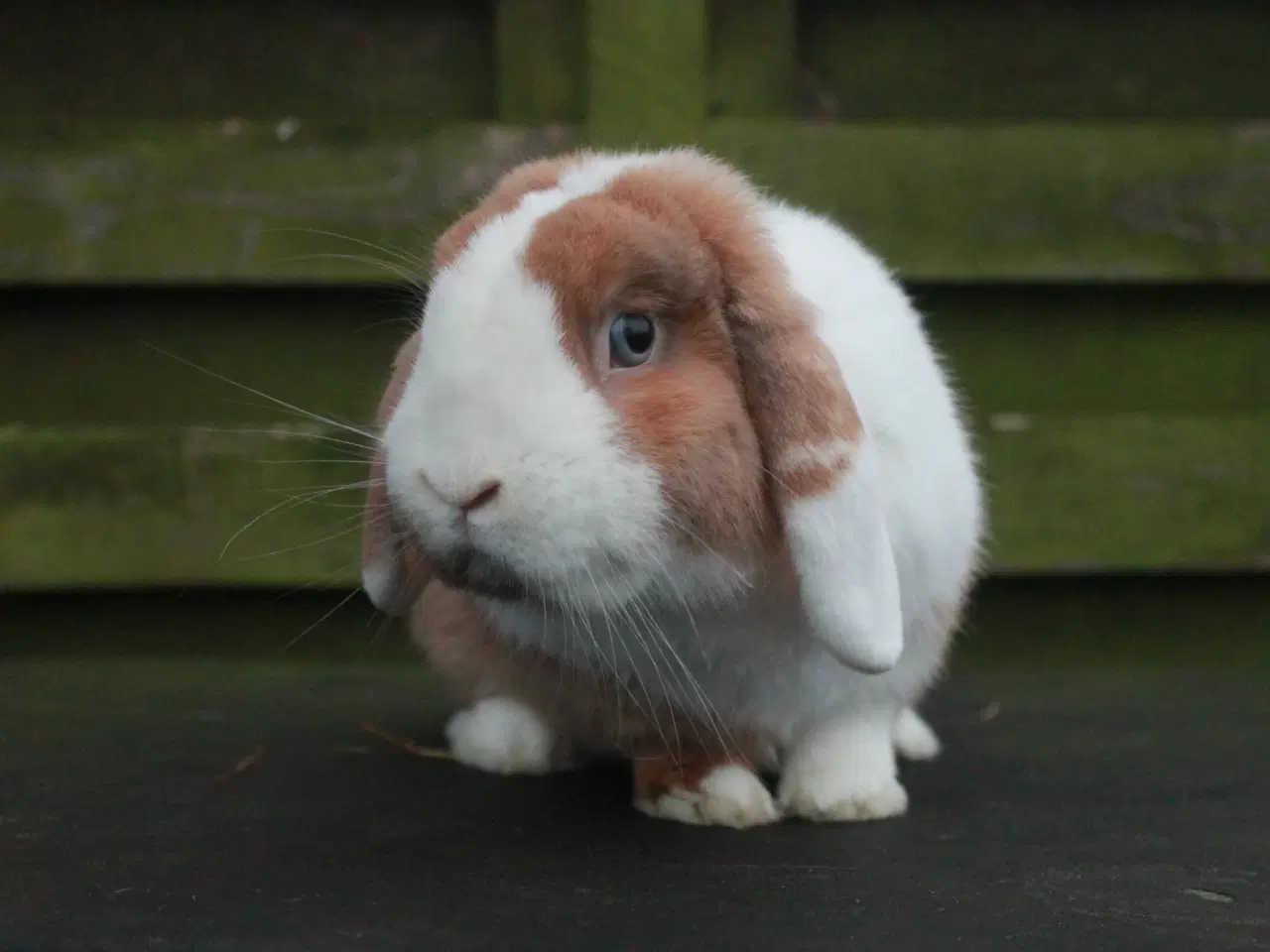 Billede 2 - Dværgvædder/Mini lop Hankanin