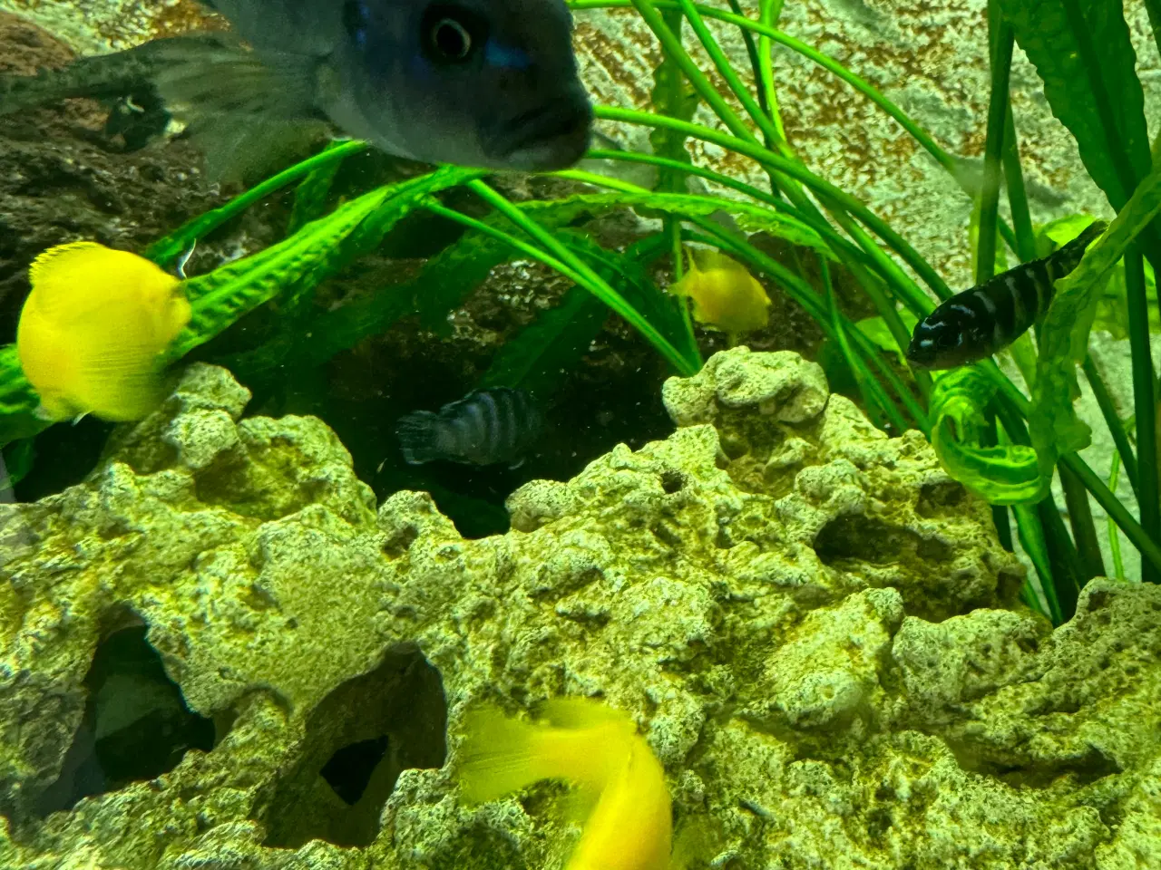 Billede 2 - Juwel 400l med alt