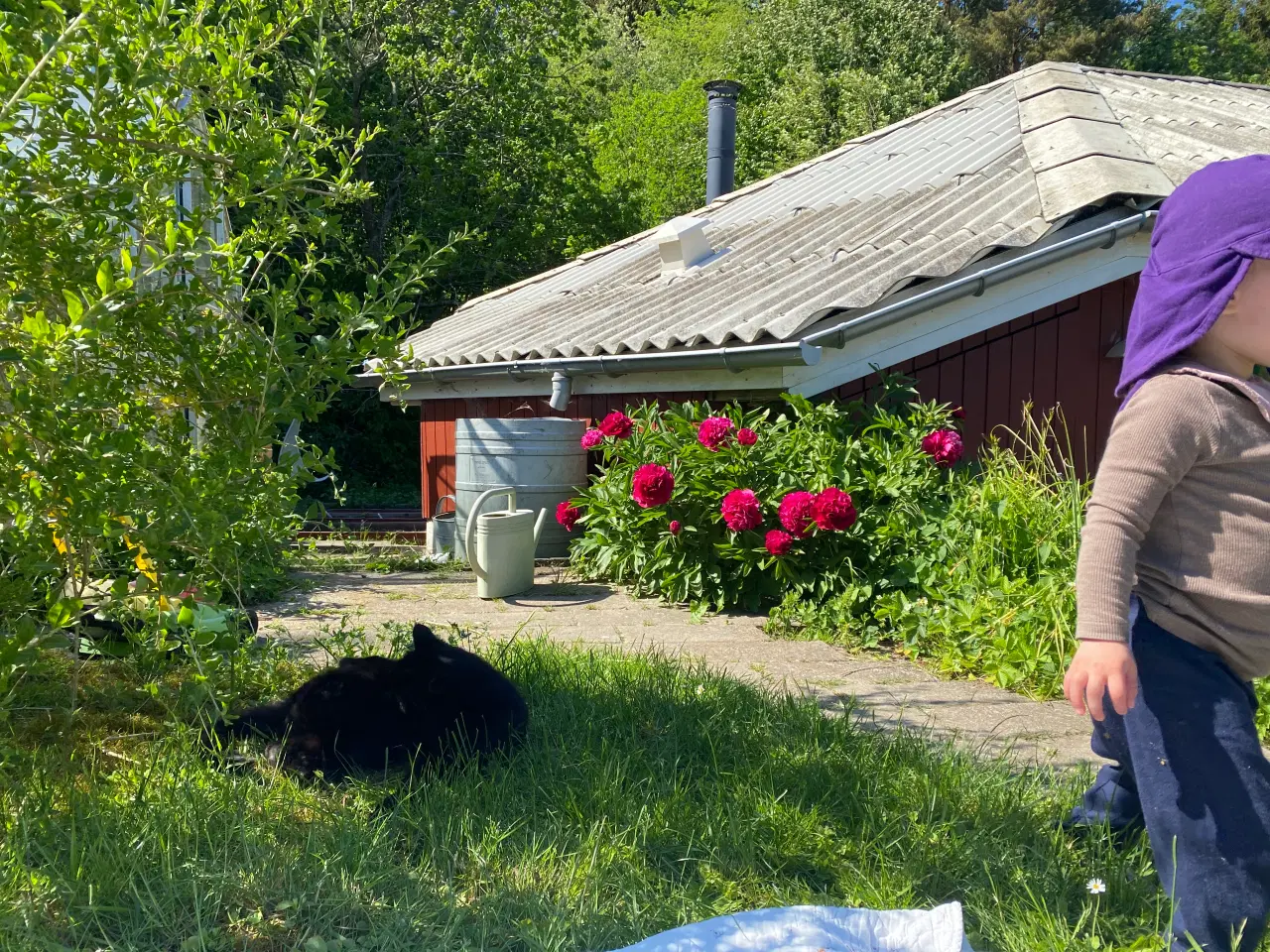 Billede 9 - Kolonihave i Enghaven havekoloni, Odense, sælges