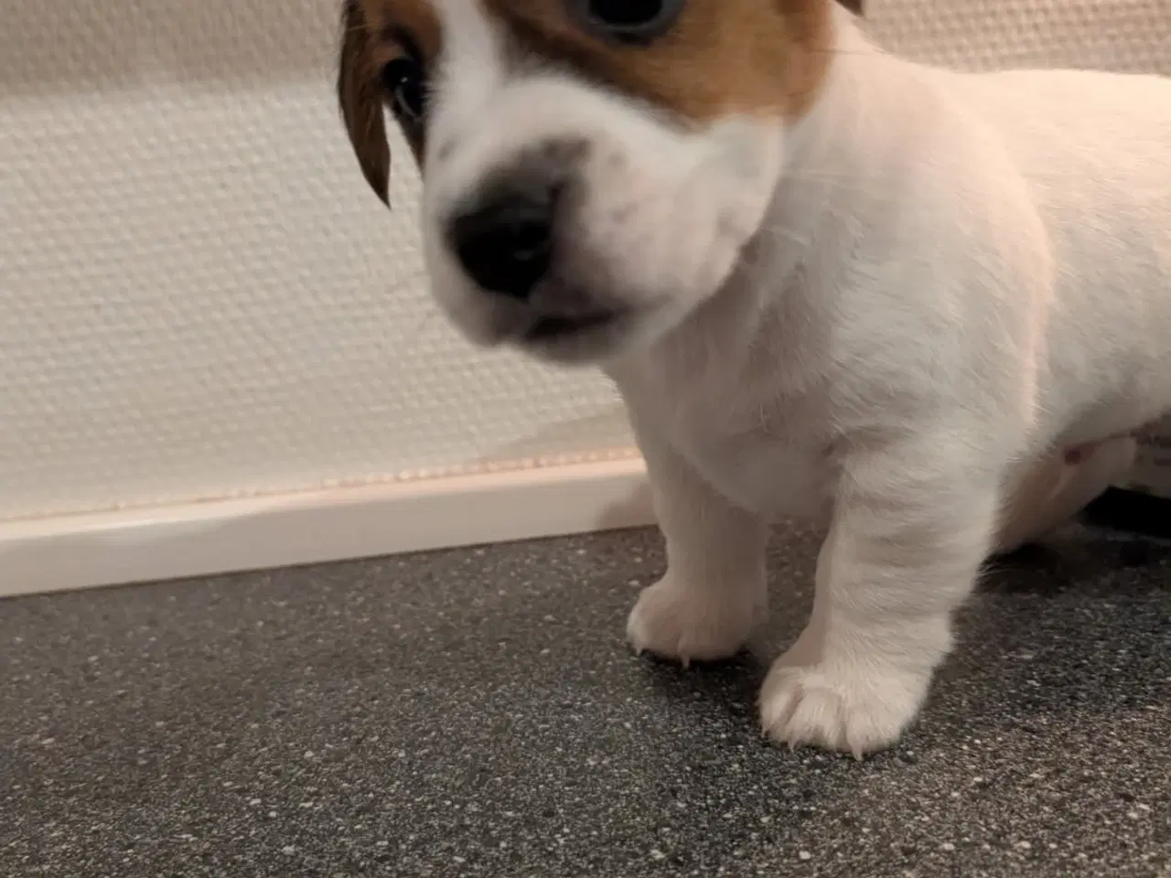 Billede 8 - Jack Russell Terrier, kortbenet, DKK