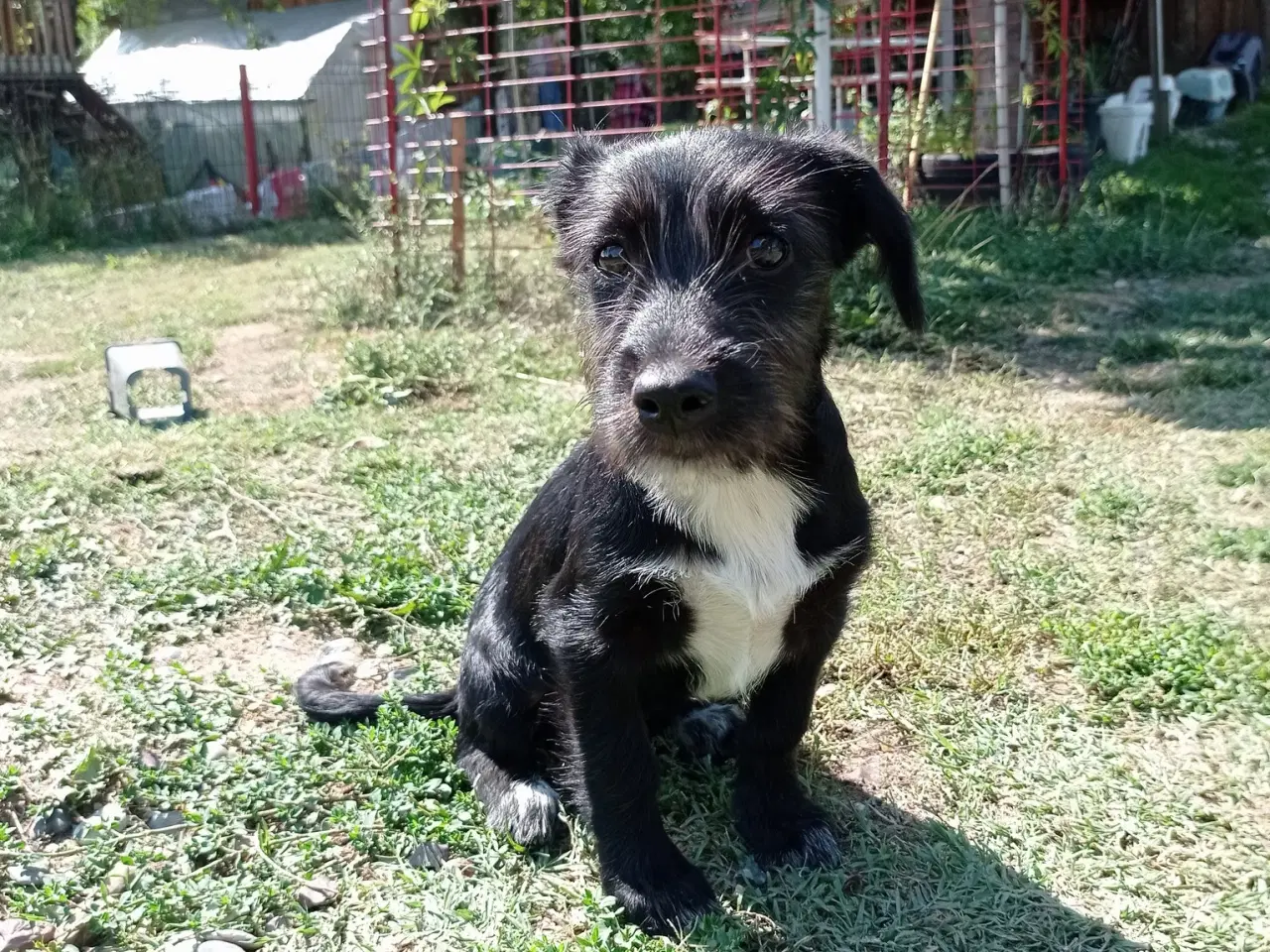 Billede 1 - Allis - Frisk lille kærlig pige