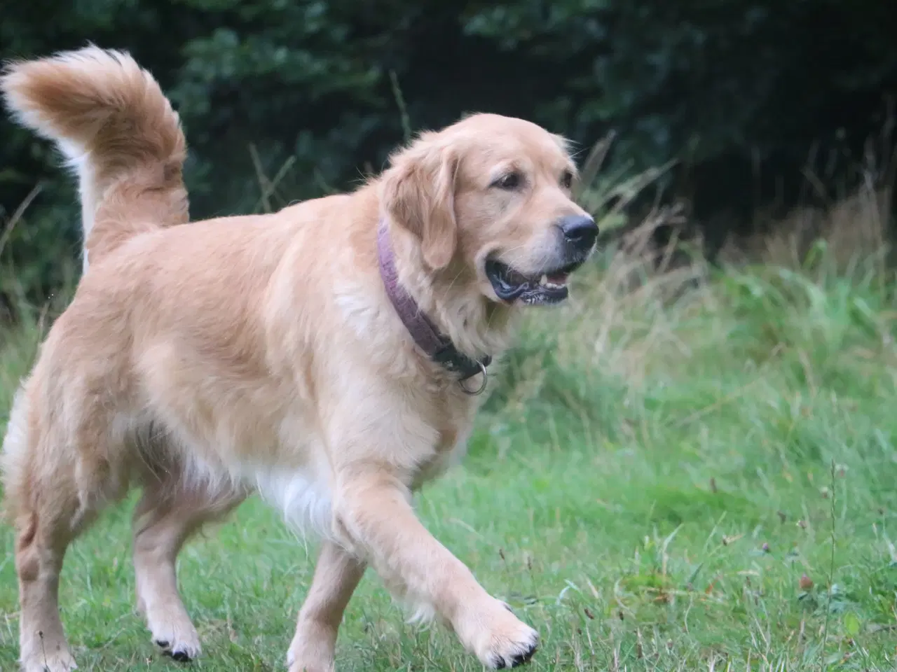 Billede 18 - Verdens smukkeste Golden Retriever hvalpe