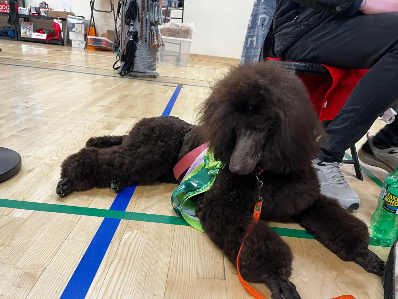 Billede 16 - Hundefrisør/trimming/groomer 